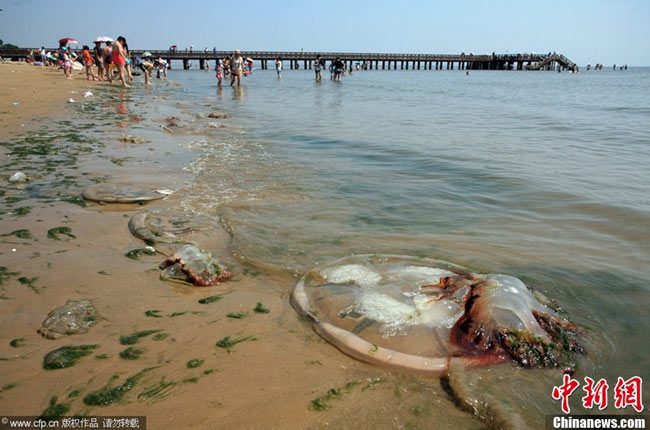 Những con sứa khổng lồ dạt trên bãi biển ở Tần Hoàng đảo, tỉnh Hà Bắc, Trung Quốc.